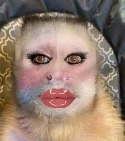 ugly monkey photos|ugly monkey with makeup.